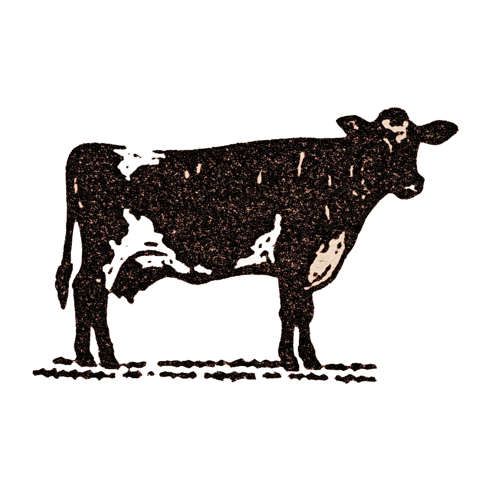 Florida Aberdeen mini cow