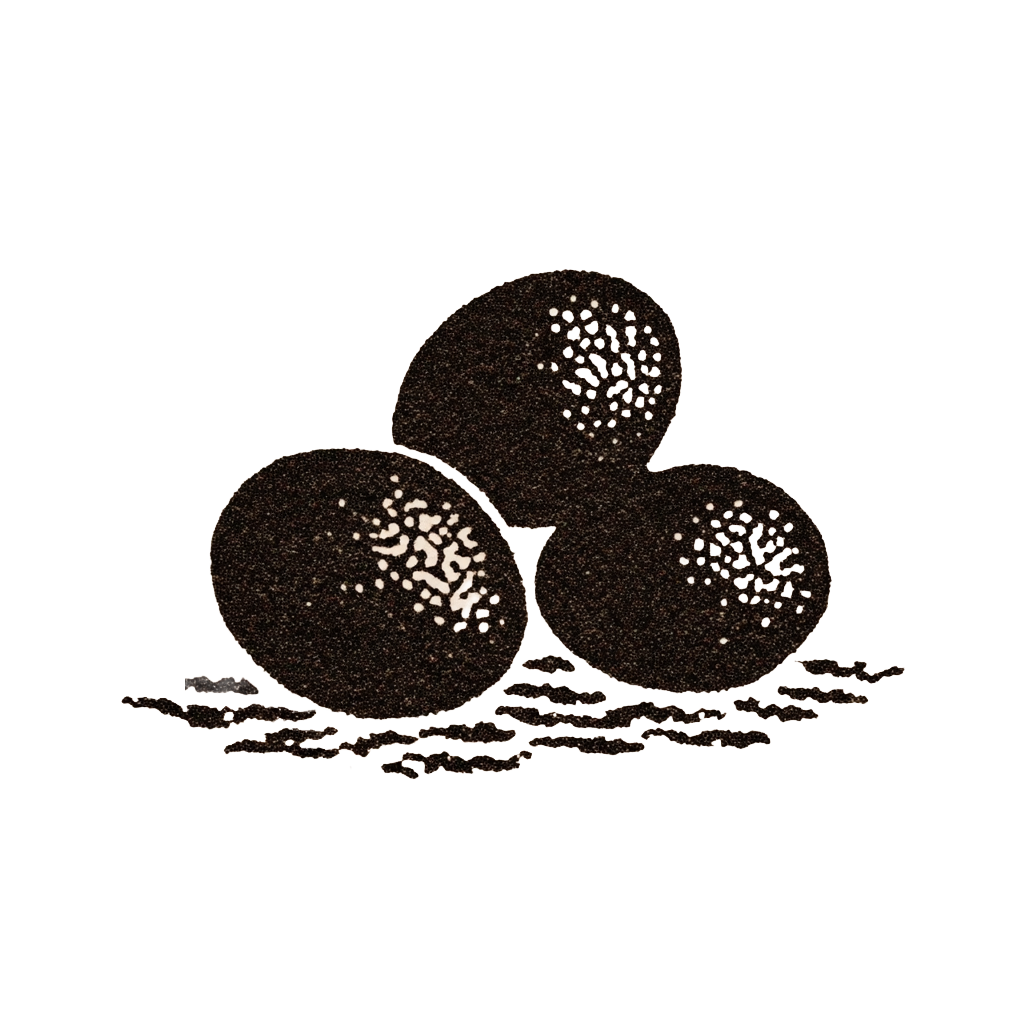 Pasture-raised eggs