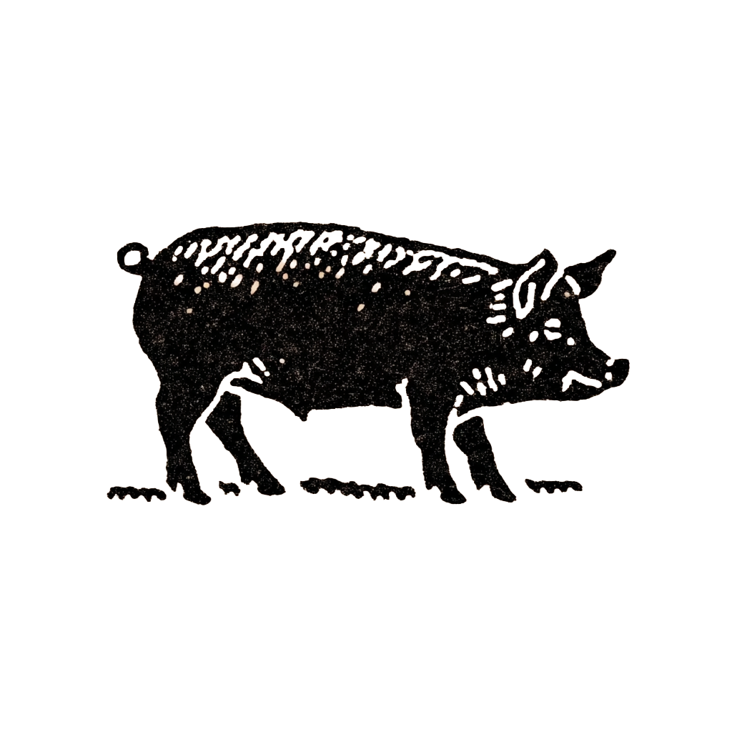 American Guinea piglet