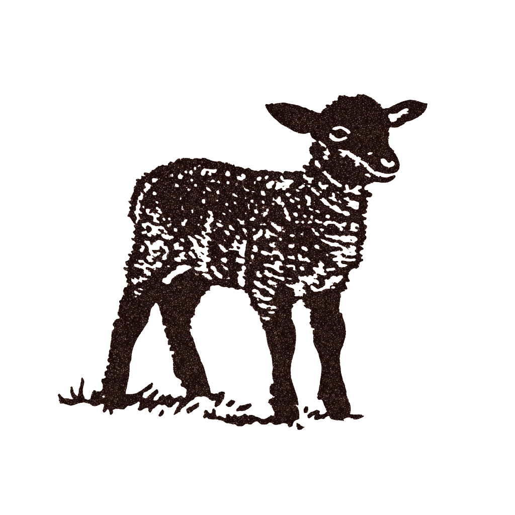 St. Croix lamb